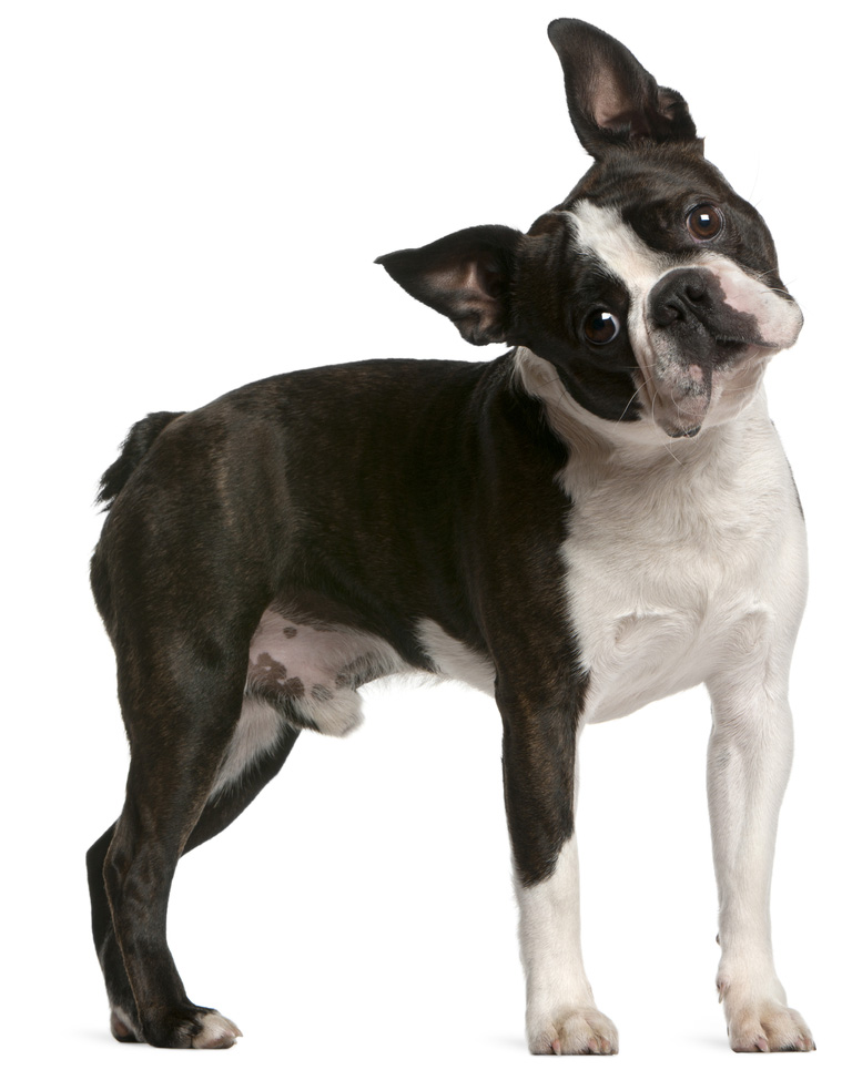 1603 Honden shutterstock Boston Terrier